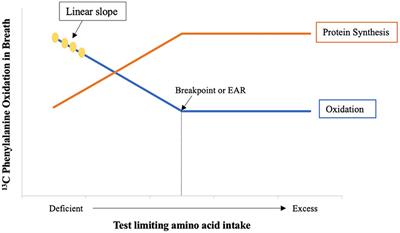 Metabolic availability of amino acids in humans